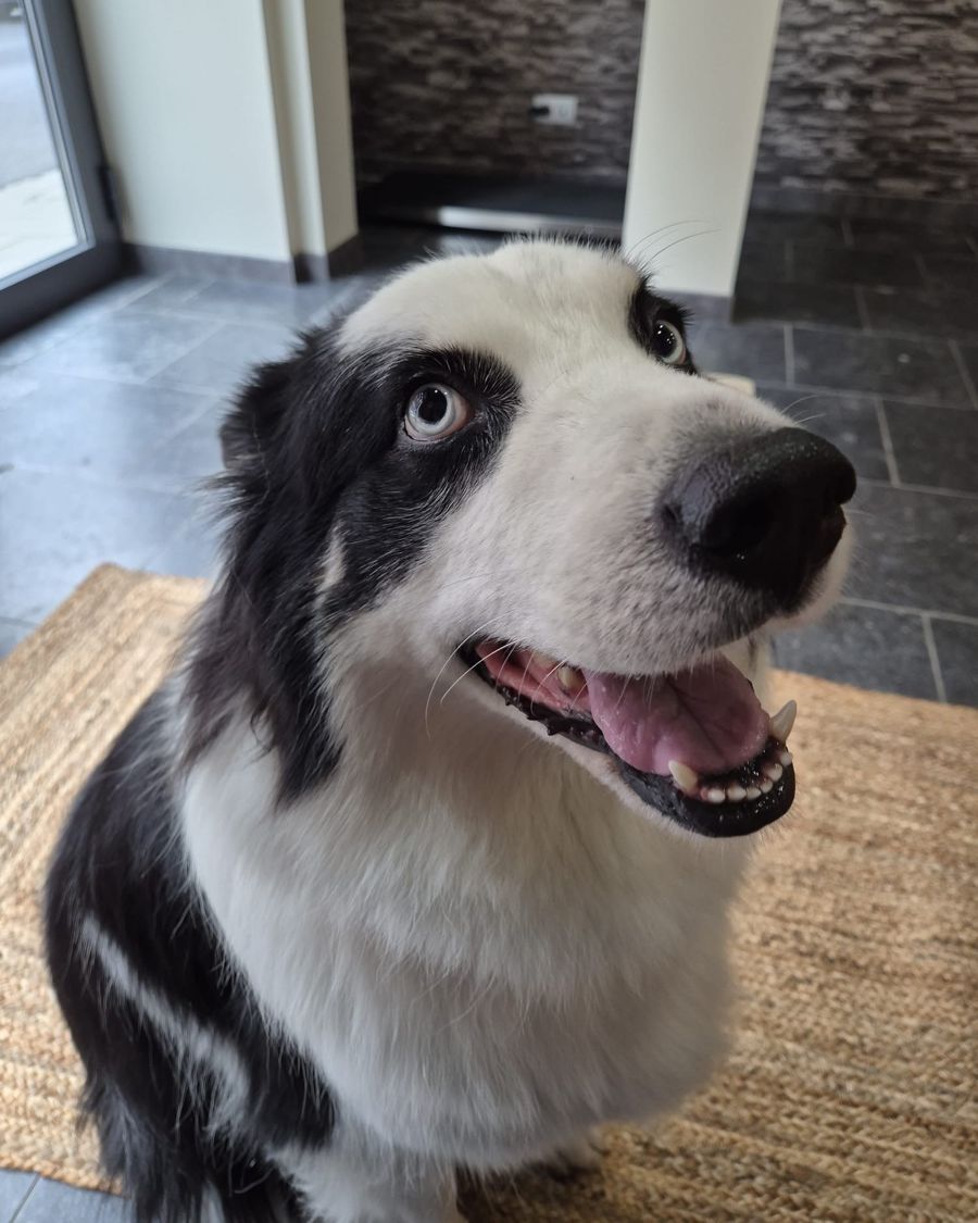 Laika, la chienne de Nicolas, assise dans l'entrée du cabinet