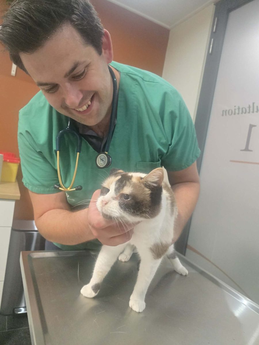 Le Dr Nicolas Lestarquy examine un chat en salle de consultation
