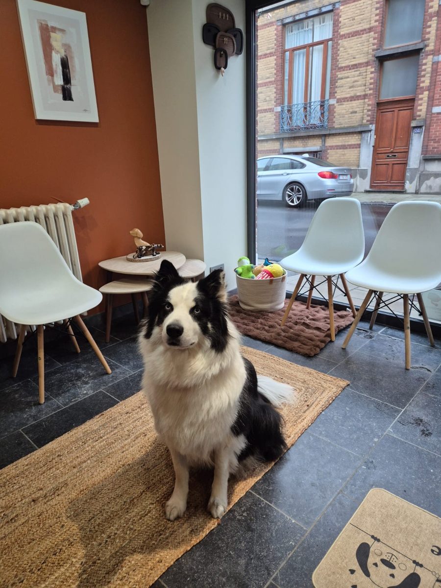 Laika assise dans la salle d'attente du cabinet